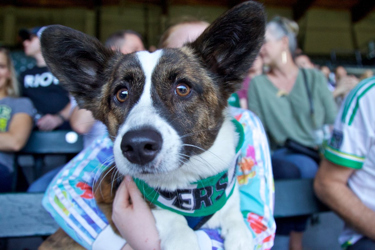 TimbersFC2's tweet photo. Coming to Bark In The Park? Share photos of your puppers today at @ProvidencePark_ with #t2pups. See you soon. 

#t2fc | #PORvOC | #BeChampions https://t.co/LKfeaTTsUC