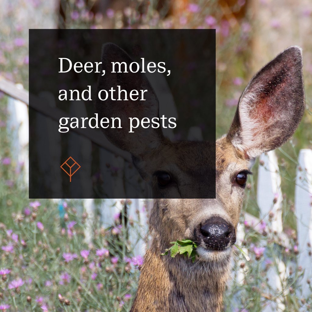 thegreenco's tweet photo. Check out the latest article by the lovely @carlyroland on how to deter those pesky pests in the garden without harming the environment. Recipes included! Enjoy!🐰🦌🐌
Link in Bio! https://t.co/VAcaGn4tSm