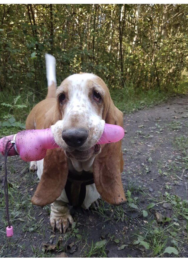 basset hound funny