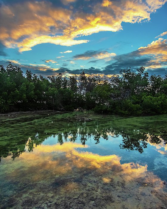 bobsartwork's tweet photo. New artwork for sale! - "Mangrove Reflection at Sunrise in Key West" - https://t.co/spz7rab2Jd @shoppixels https://t.co/dTVDPS6UC5
