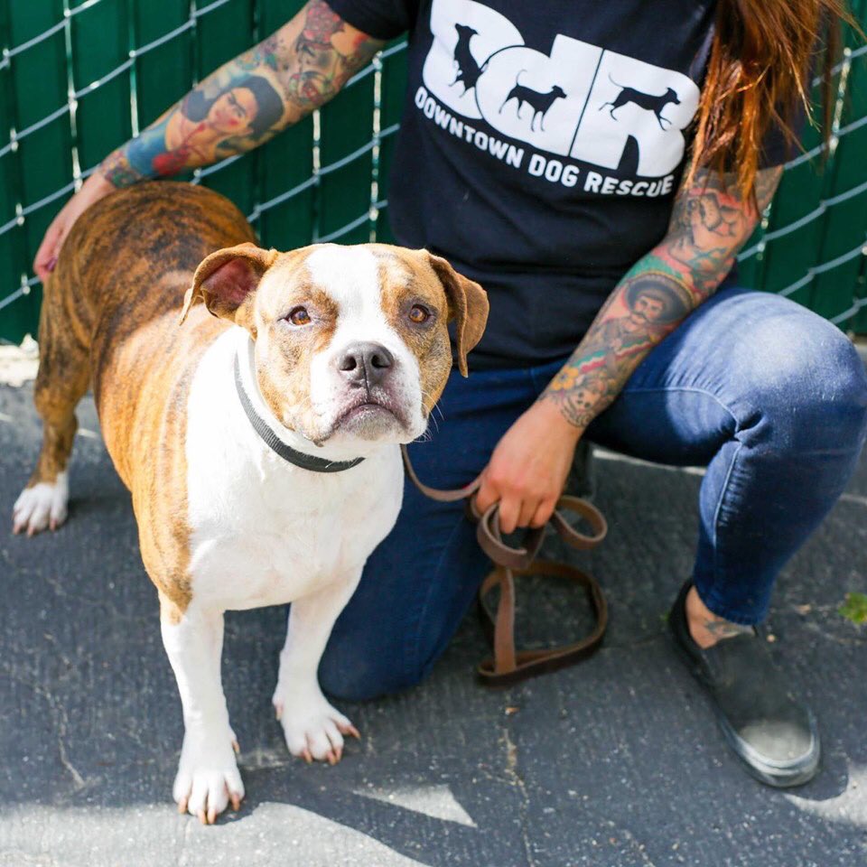 DtownDogRescue's tweet image. Beautiful little Nosey loves to play and is full of energy. This bulldog mix will win your heart and make you laugh when she runs around with burst of energy until she needs a nap. Come meet and adopt Nosey at the #ddrkennel #adoptnosey #bulldog #cutedogs