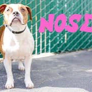 DtownDogRescue's tweet image. Beautiful little Nosey loves to play and is full of energy. This bulldog mix will win your heart and make you laugh when she runs around with burst of energy until she needs a nap. Come meet and adopt Nosey at the #ddrkennel #adoptnosey #bulldog #cutedogs