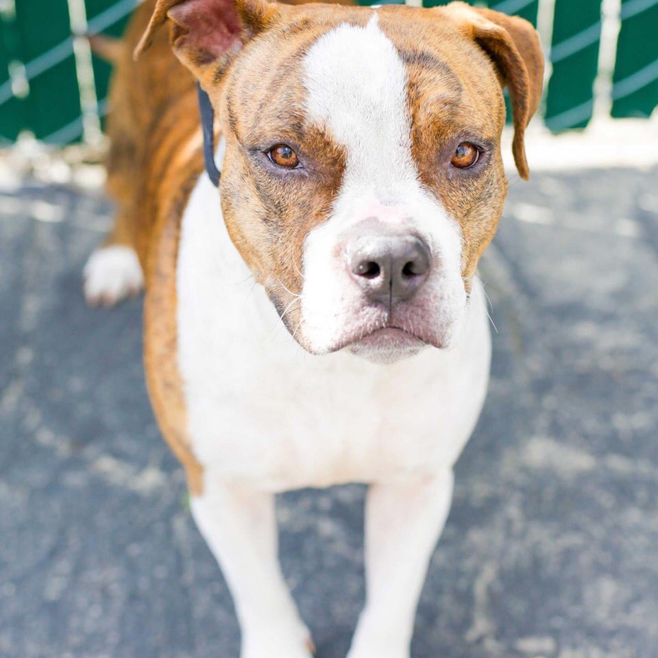 DtownDogRescue's tweet image. Beautiful little Nosey loves to play and is full of energy. This bulldog mix will win your heart and make you laugh when she runs around with burst of energy until she needs a nap. Come meet and adopt Nosey at the #ddrkennel #adoptnosey #bulldog #cutedogs