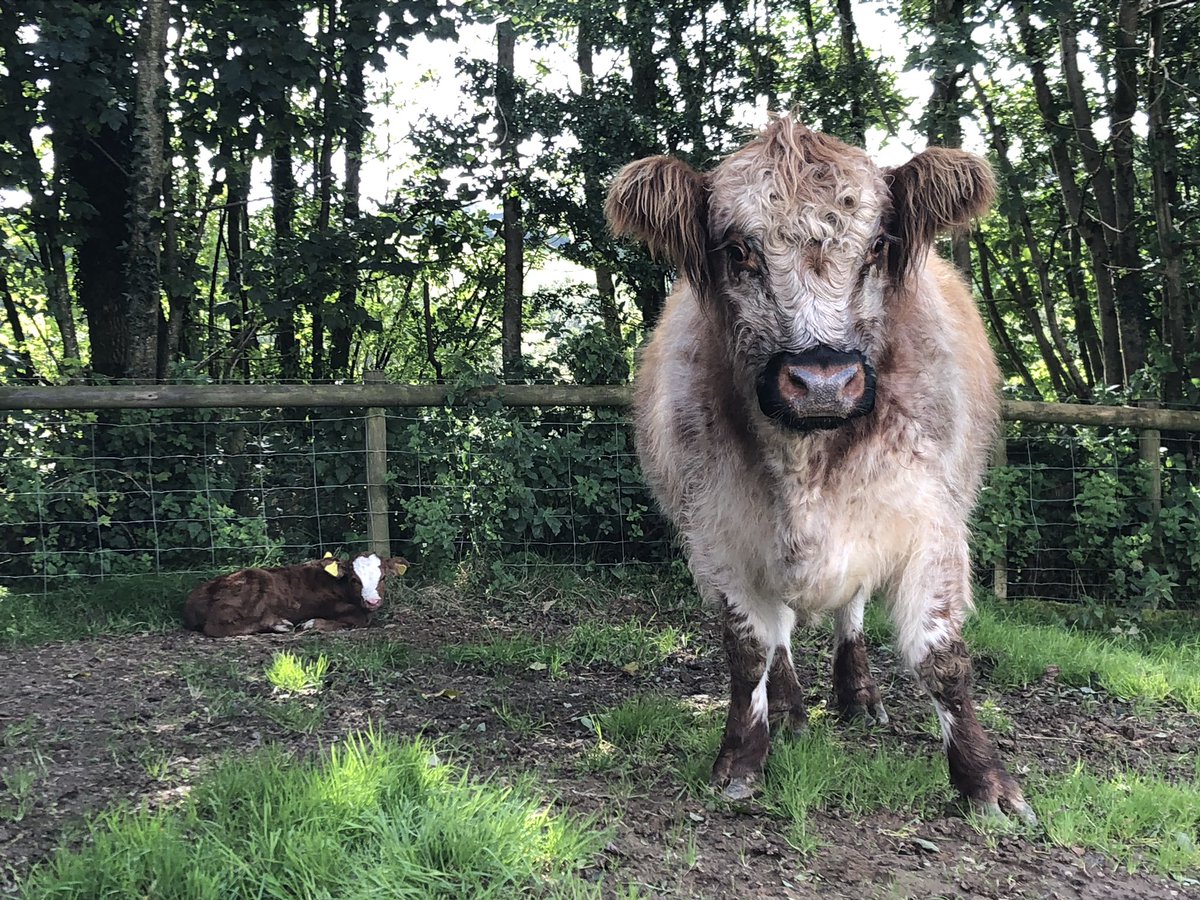 newlandfarm's tweet photo. Finally #AutumnCalvers #NFCalving19 https://t.co/5y2ktYgDqx