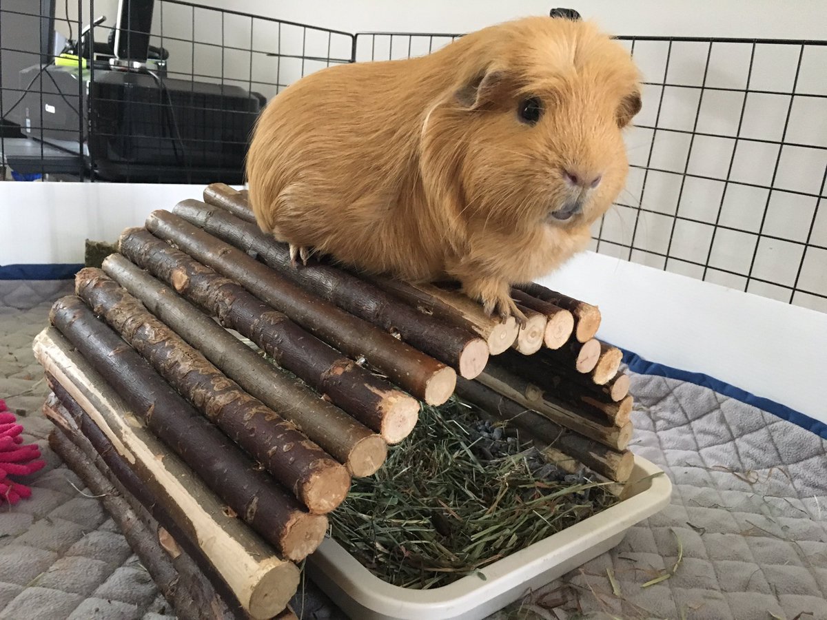 TuftyPiggie's tweet photo. @MerlinFlash @badgerbumble @carr0tluver And #logtunnels! #logclubforever #bumbleforPM #statesmanlikebrows https://t.co/rAIvEmaoJD