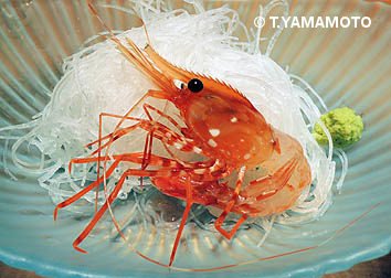 山本智之 در توییتر ボタンエビ 北海道 噴火湾産 刺身でいただきました 青い色の卵も食べられます 本名でちゃんと トヤマエビ と呼んでもらえることは ほとんどないように思います エビ ボタンエビ 北海道