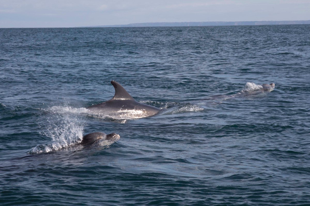 OperaSark's tweet image. Stunning matinee performance of the Sark Opera team at Christopher Beaumont's family residence. Visitors had an amazing weekend experience on Sark. Dolphins, champagne and meeting like-minded people was a mere bonus!