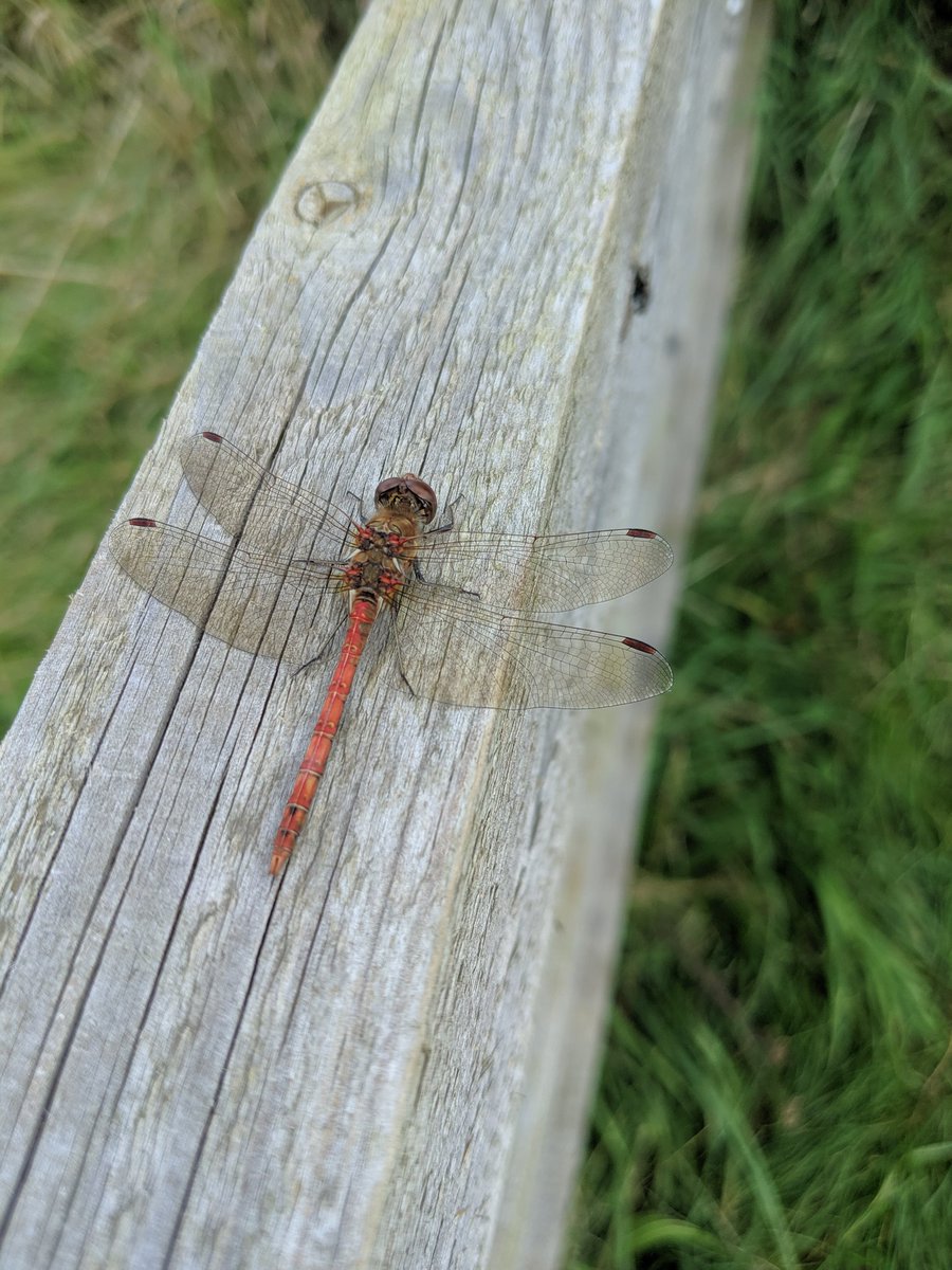 IsabelCommerfo1's tweet image. Lovely common darter (Sympetrum striolatum) found on today&apos;s Odonata survey at Woodhouse Washlands reserve with @hydei_and_i @WildSheffield @HeritageFundUK #data4nature