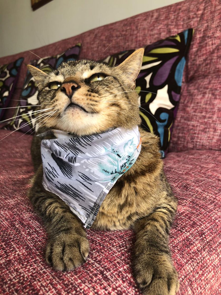 ColPetme's tweet photo. Y tú, que tanto miras? 😾
A cuántos les han dado esta mirada? 😂 
#humorgatuno #catlovers #restsunday https://t.co/Dd9kxGKtwZ