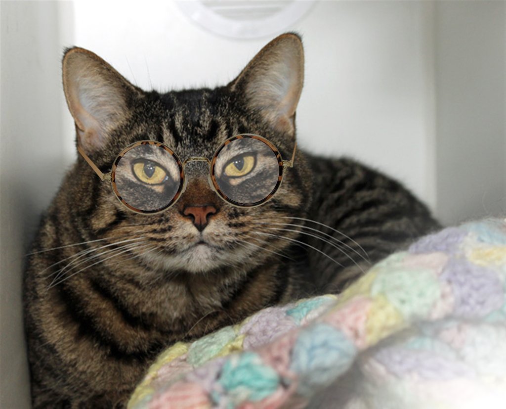 sdhumane's tweet photo. Happy #GrandparentsDay! Like grandparents, senior pets King (601978) and Chata (105192) will give you love and affection. They won't bake you cookies (Chata might make muffins), but they will always be there for you. https://t.co/S1Gn2SDFan