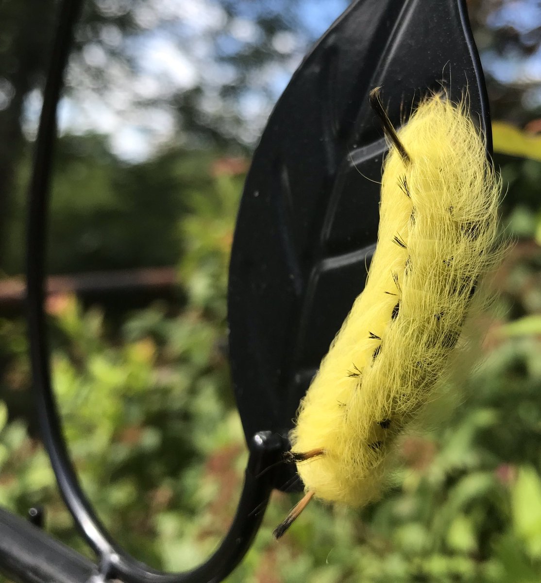 ajungphoto1's tweet photo. A #daggermoth caterpillar. Pretty but donโt touch! They bristles sting. https://t.co/8ZNPErxruX