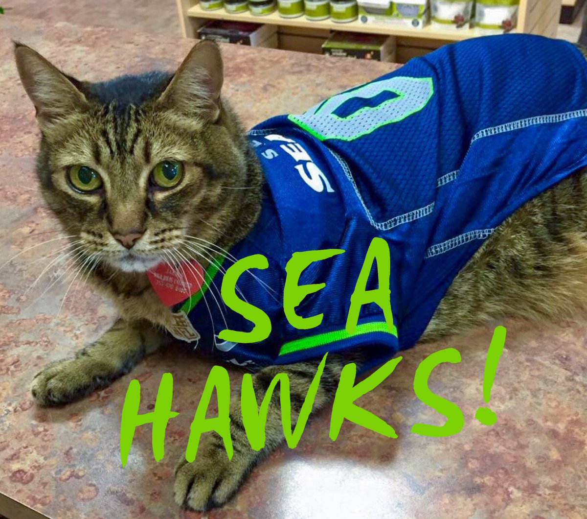 Jacks the Wonder Kitty is ready for our HAWKS!  Let’s go!
#Seahawks