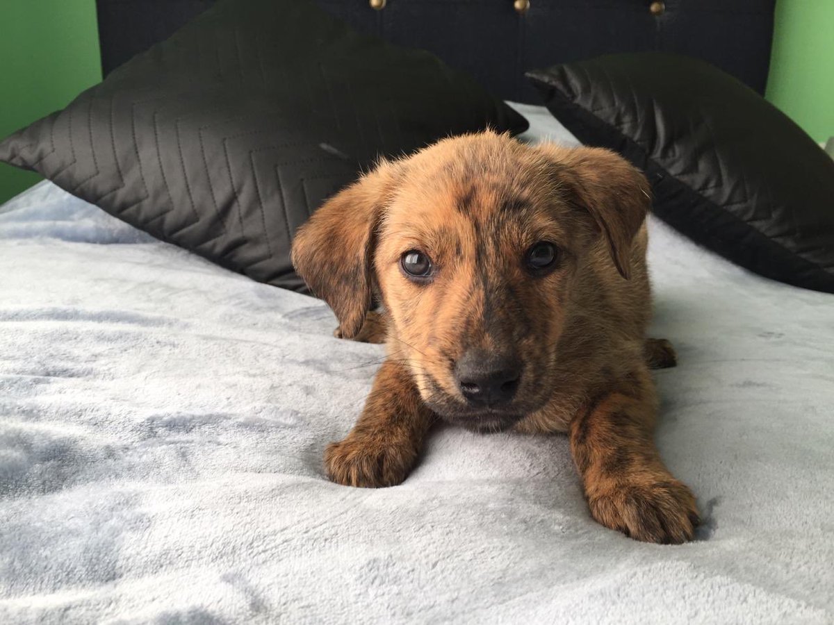 Lindos cachorros en Adopcion comuna de Puente alto interesados llamar al número +56 9 8756 6481