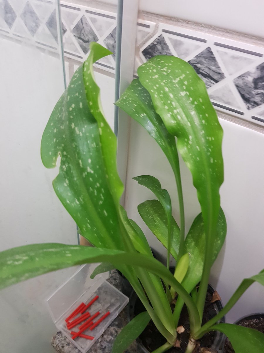 miceYogurt's tweet photo. can anyone tell what this plant is? blooms a purple flower lowkey like lavander. Most likely native 
from rio de janeiro-brazil as it was born from some tiny potatoes a bird dropped in the vase. 
rts appreciated
#botany #plants #tropicalplant #botanyhelp https://t.co/TgbppKBcYg