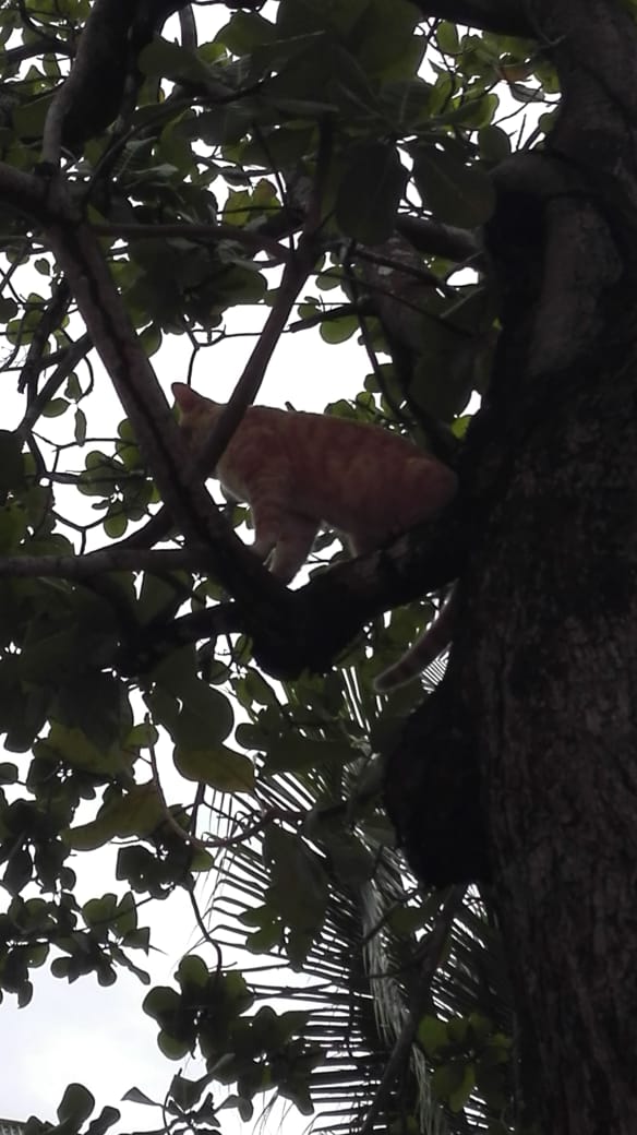 BCBRP's tweet photo. #Veraguas personal #EXBURES #Santiago rescata mascota (felino) de un árbol, a un costado de La Iglesia San Juan Evangelista (calle 10ma). Grupo de Niños/as agradece rescate a Bomberos. #SalvaguardandoVidas https://t.co/IJZtkTjpn4