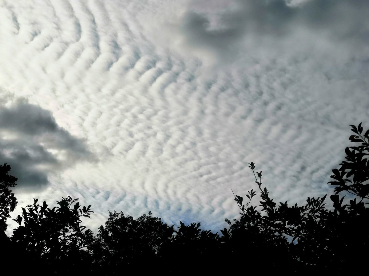 ArathyMet's tweet photo. Beautiful altocumulus stratiformis undulates in Reading https://t.co/OMCmSkeNPP