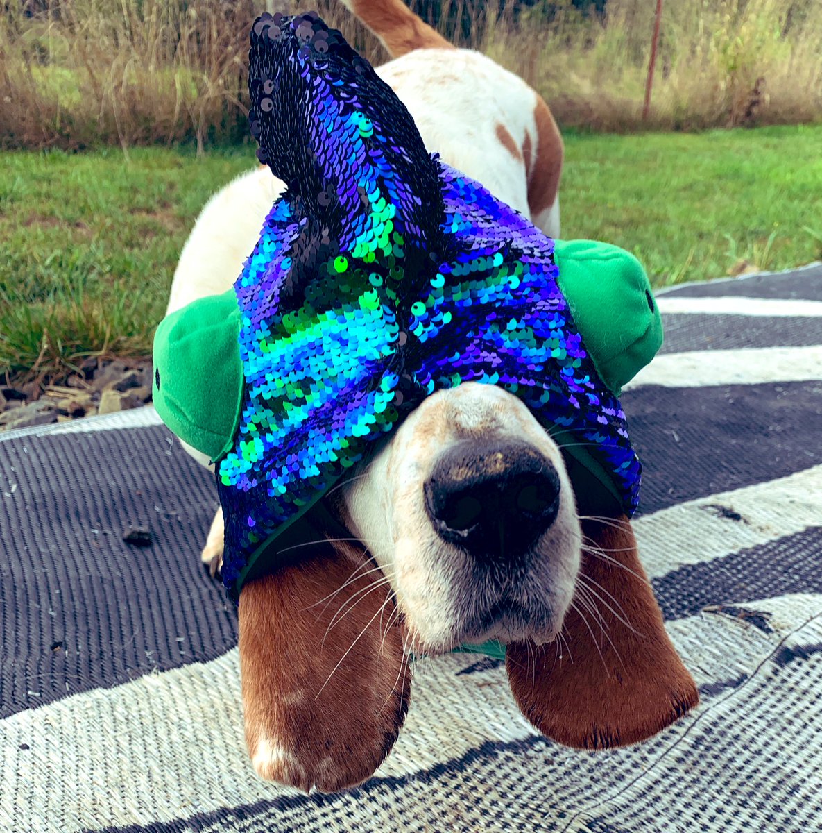 Dsears58's tweet photo. Working on our Halloween costumes #SundayMorning #dogsarejoy @dogcelebration https://t.co/NpDQMlVesx