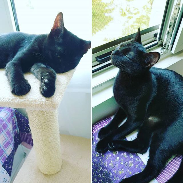 cat_shuri's tweet photo. Sunday mood
.
.
.
#shurithecat #jamesthecat #shuriandjames #instakitty #instapet  #cats #blackcats  #catsofinstagram #blackcat #blackcatsofinstagram #catstagram #instacat #blackcatsrule #catlover #kitty #catoftheday #catlovers #housepanther #catsofworld … https://t.co/pHyJ4eVsMI https://t.co/xg8yLvAAmk