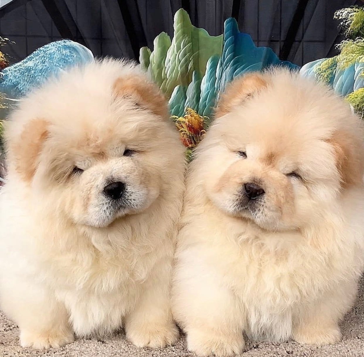 Cutest shops chow chow in the world