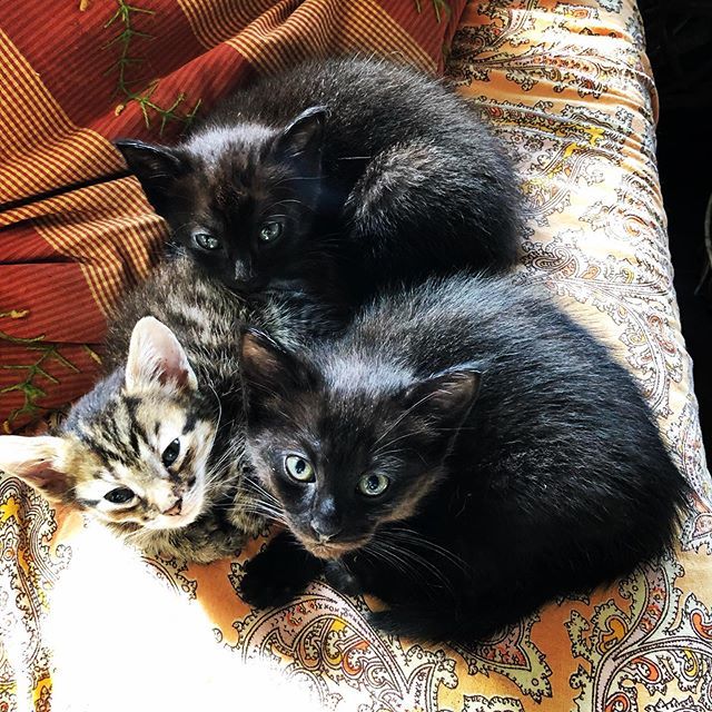kristinnicholas's tweet photo. Three little bundles of energy. #kittensofinstgram #kitten #leydenglencats #leydenglenfarm https://t.co/QVt9ITdfRy https://t.co/x6tBlH5VlH