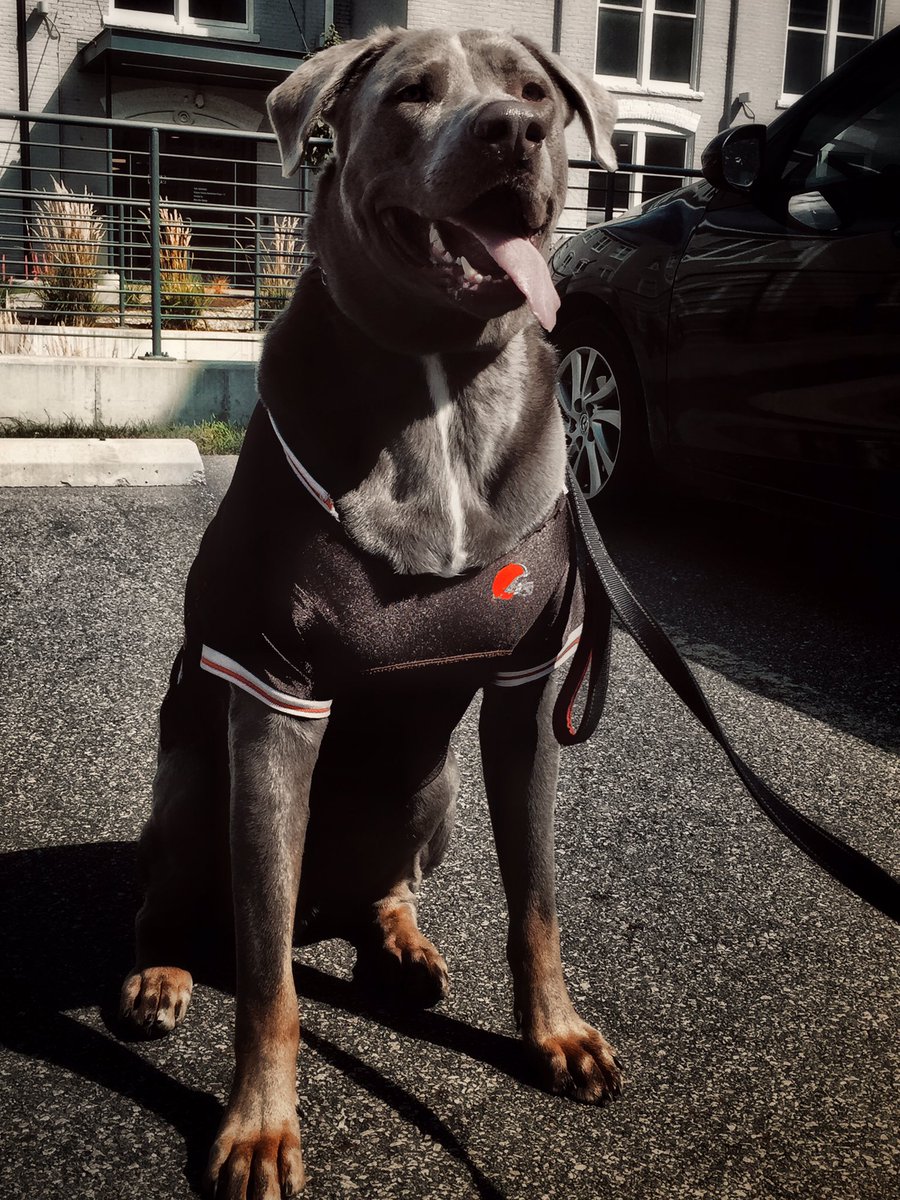MerB37's tweet image. Hey @Browns You’re biggest fan is gameday ready, but has outgrown the pup jerseys. Any way to get Duke suited up for the season? @CLEDOGmag #dogsofcle #GoBrowns #160lbs #XXXL