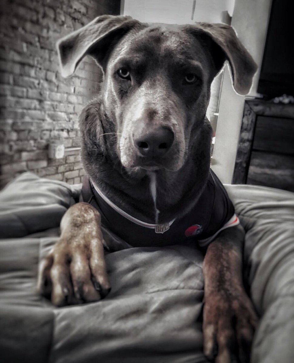 MerB37's tweet image. Hey @Browns You’re biggest fan is gameday ready, but has outgrown the pup jerseys. Any way to get Duke suited up for the season? @CLEDOGmag #dogsofcle #GoBrowns #160lbs #XXXL