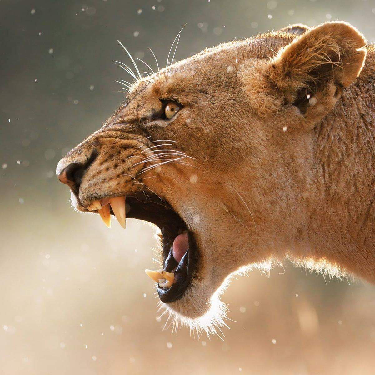 Protect Every Child tweet media