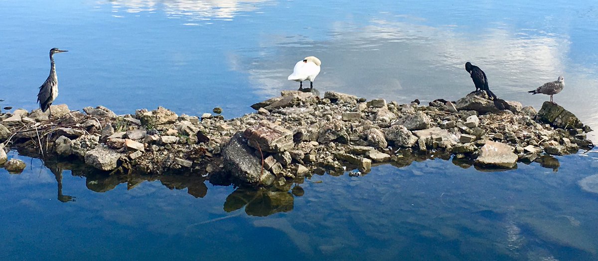 canadawatersaf1's tweet image. Easy like a Sunday afternoon - great to see the rich variety of bird life chilling out at Canada Water: heron, swan, cormorant, gull 😎
 @slooshbag5 @TCVStaveHill @FriendsRDW @rotherhithetour @WISE16 @SE16Hour @htrotherhithe @lb_southwark #se16