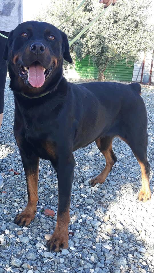 cyprus dog rescue and rehoming