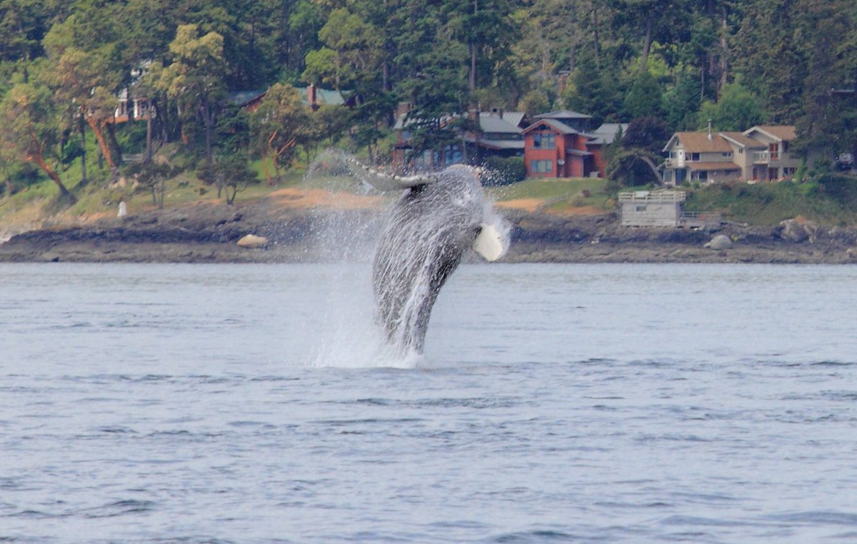 SSadventureco's tweet image. Whale Watching Tours are still going out! We still have had 100% success finding Whales on our trips! Join us today!

#SSAdventureCo #comeadventurewithus #whalewatching #Humpback