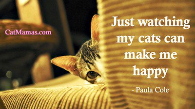 Liz Hardy ❤️🐱❤️ tweet media