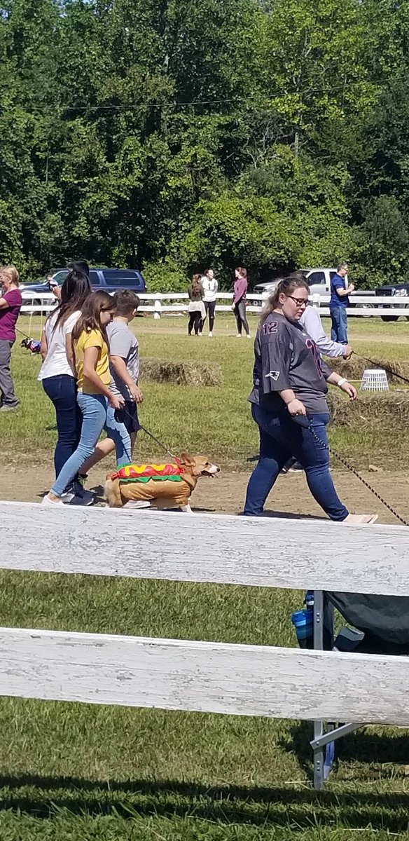 AllaireFaith's tweet photo. If your day didn't involve a costumed corgi parade, I feel sorry for you.
#ledyardfair https://t.co/nUQudYWIpj