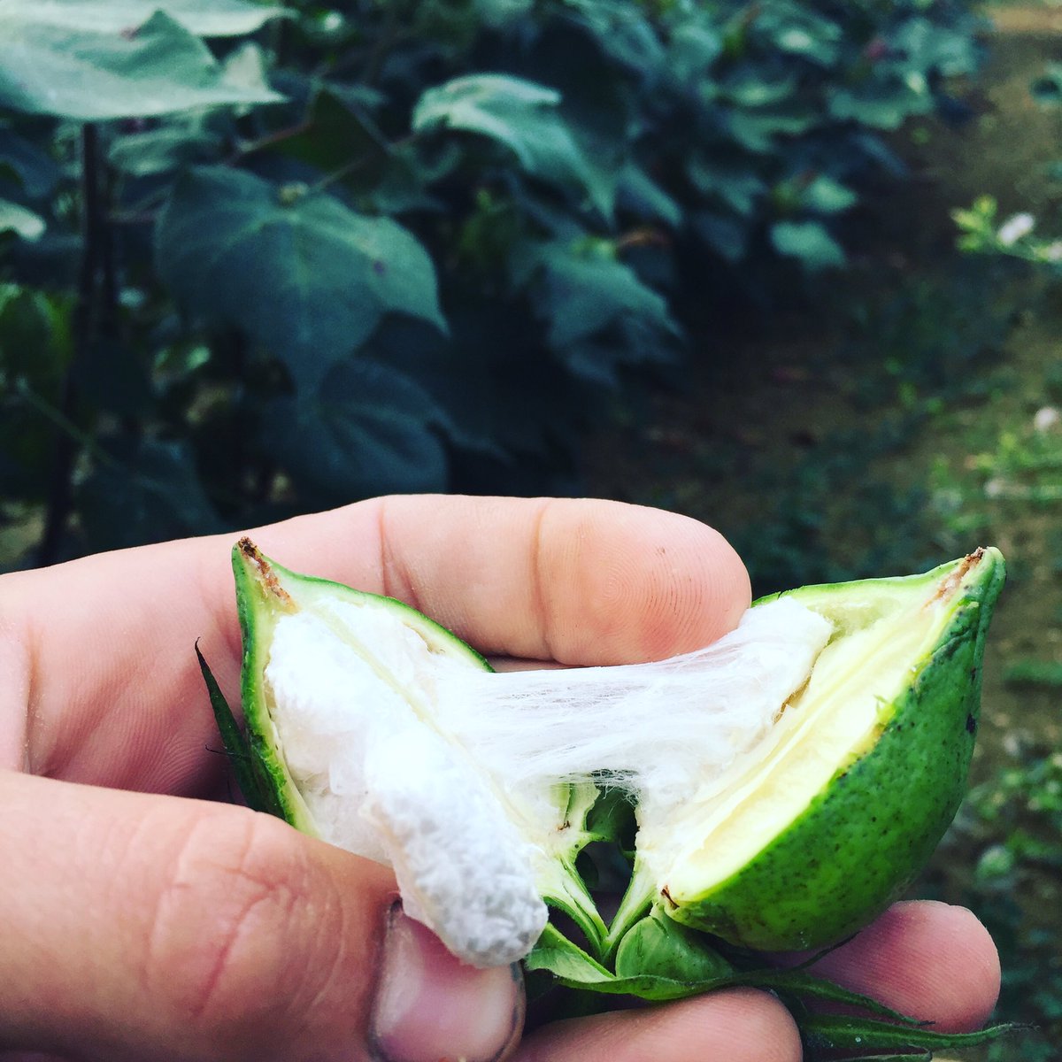 JeanFil4's tweet image. La fibre est en formation dans les coques. Vivement la nouvelle collection avec la récolte 2019 🤗🌱