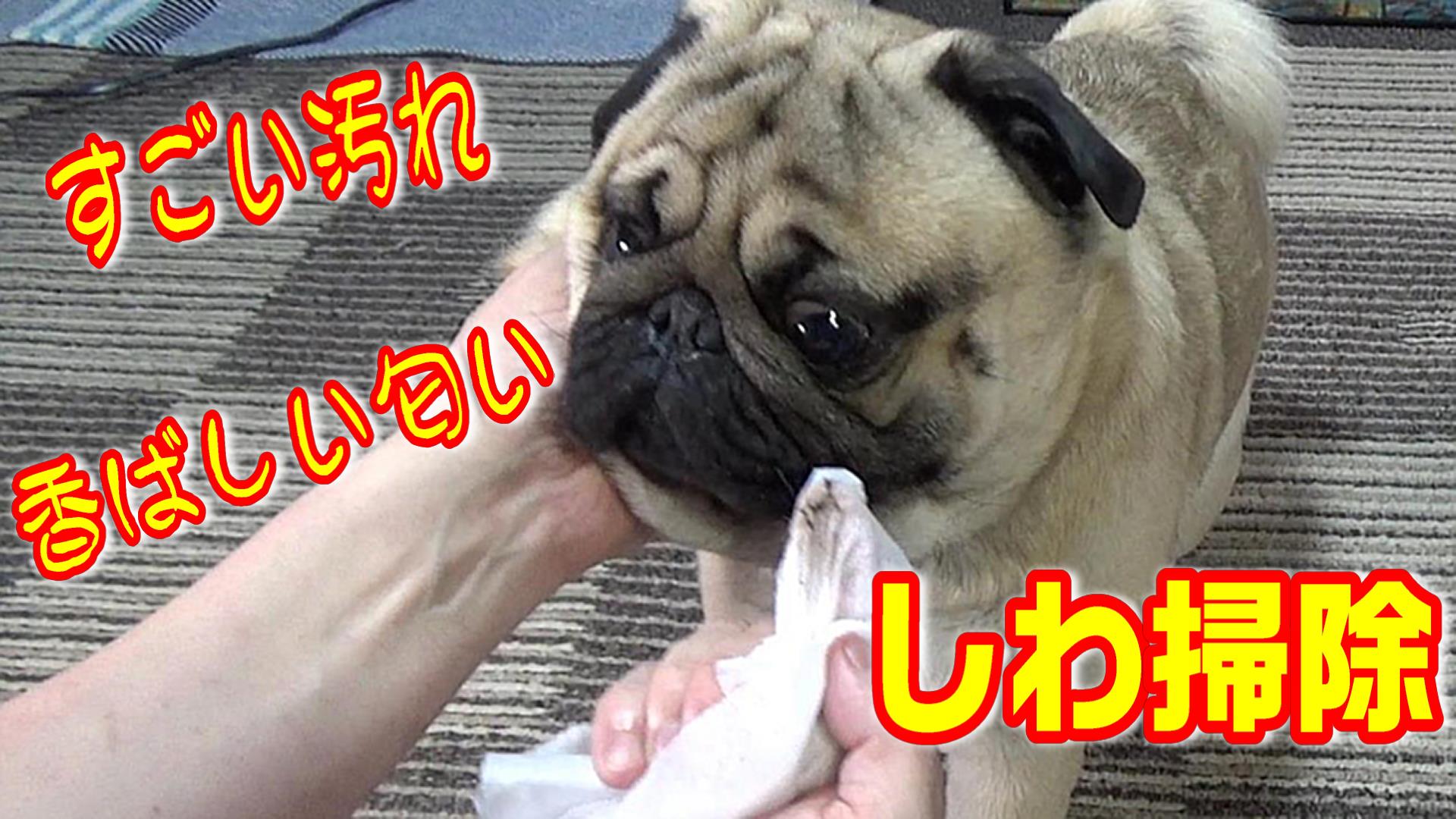 パグとフレブルの呟き Youtubeで動画を公開しています よかったら見て下さい パグ Pug Youtube 動画 凄い汚れ 香ばしい匂い パグの定番 鼻の上のしわ掃除 T Co W1j4yfyzmq T Co Wcqsmweksc Twitter