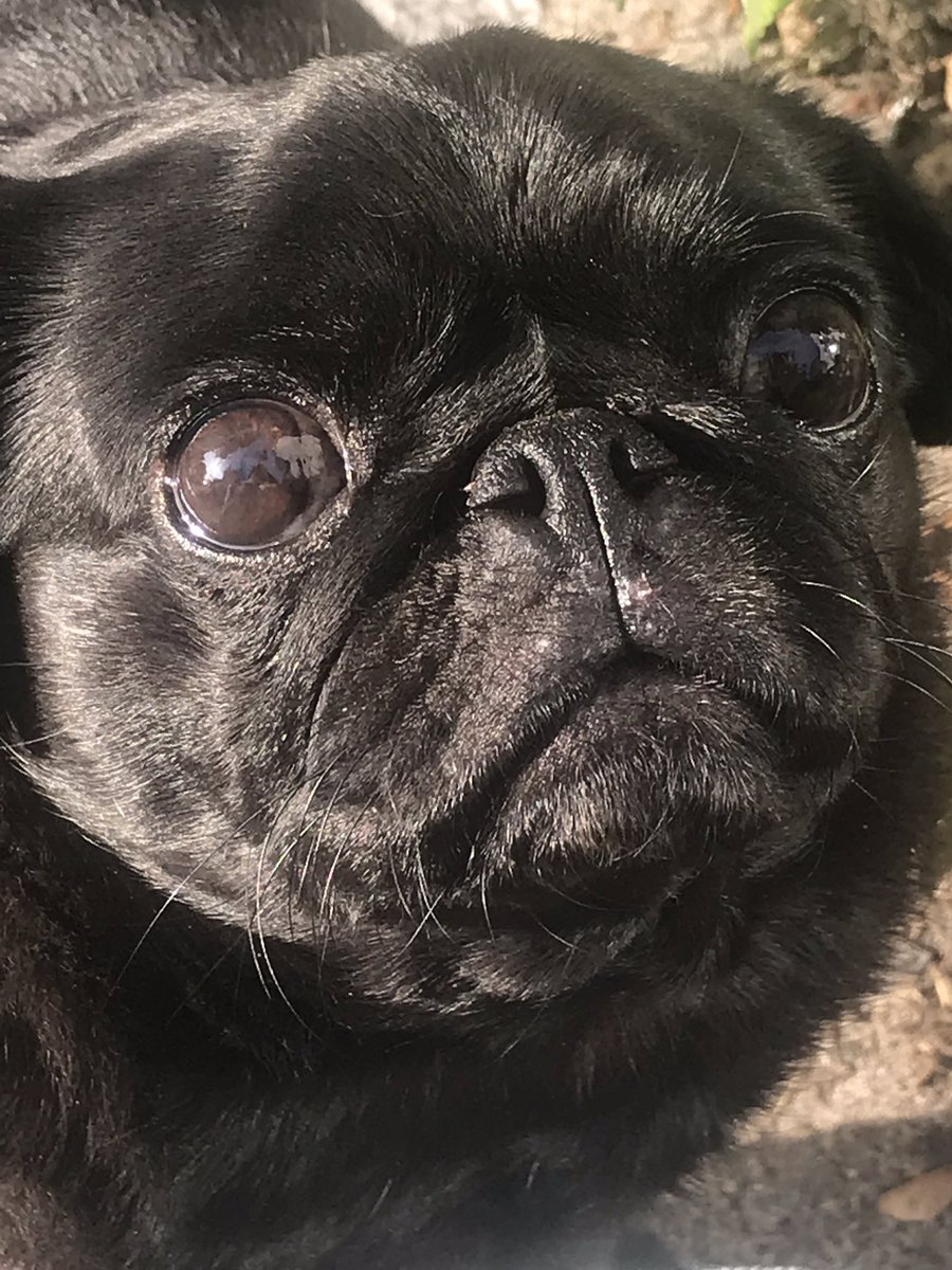 Merlin The Pug (@merlinthepug201) on Twitter photo 