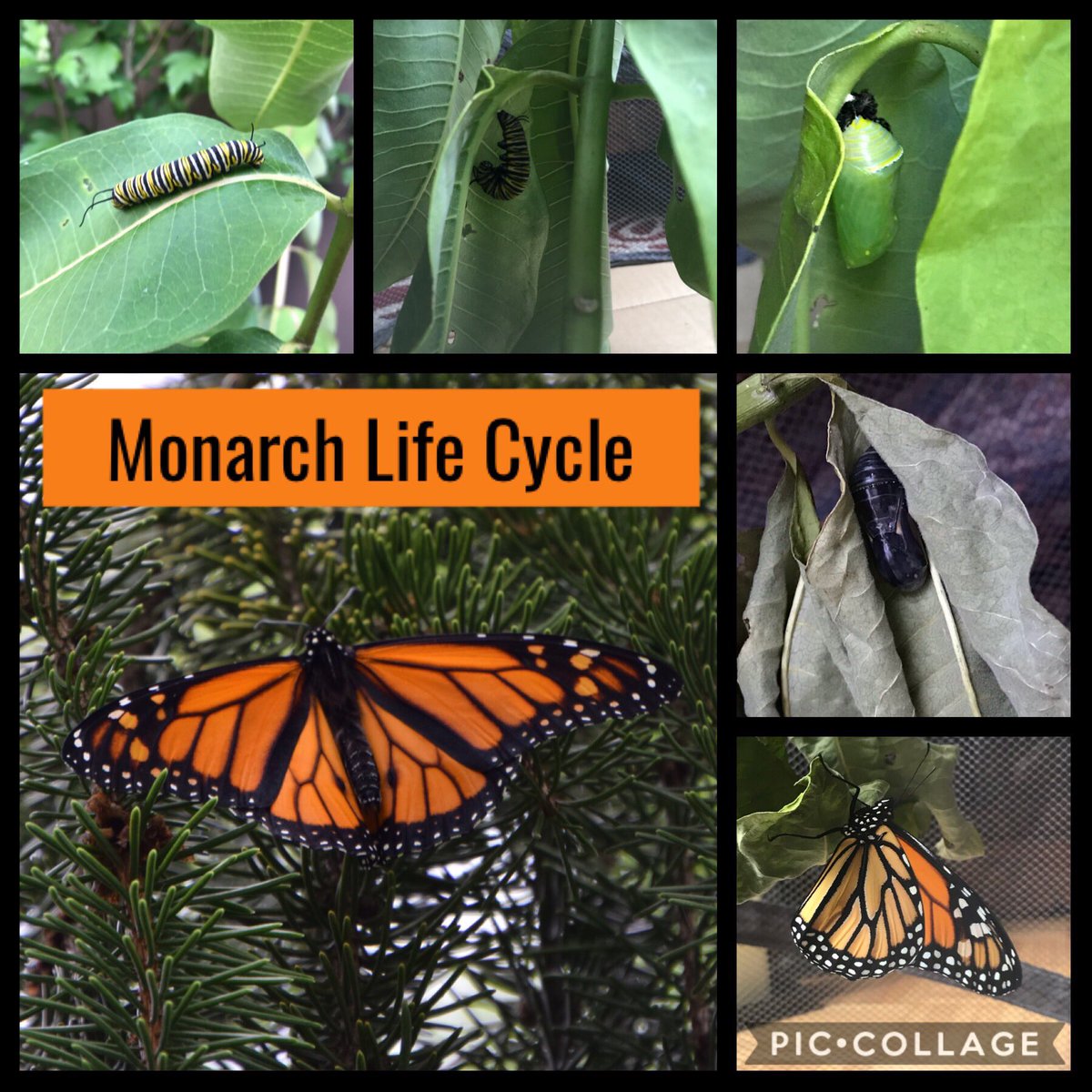 annettecann's tweet photo. And this one's next chapter has begun!  #miraculous #monarchmigration2019 https://t.co/GIjK5AN7LM
