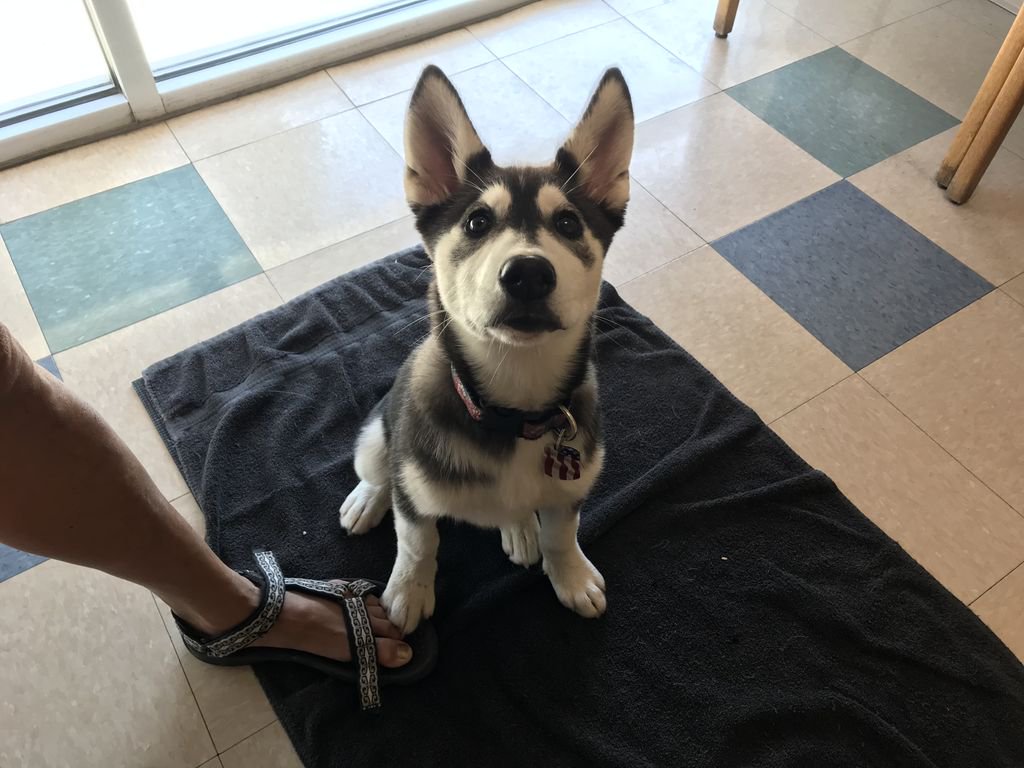 alpinevetbend's tweet photo. When your ears are half your body mass 😍 https://t.co/IjDMdR4wto