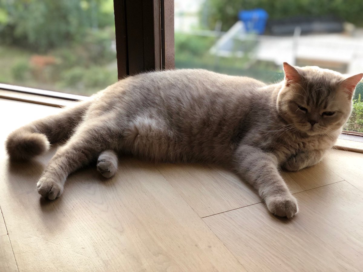 brexit_cat's tweet photo. Rees-Moggie pose 😺 https://t.co/l8CgE14kn5