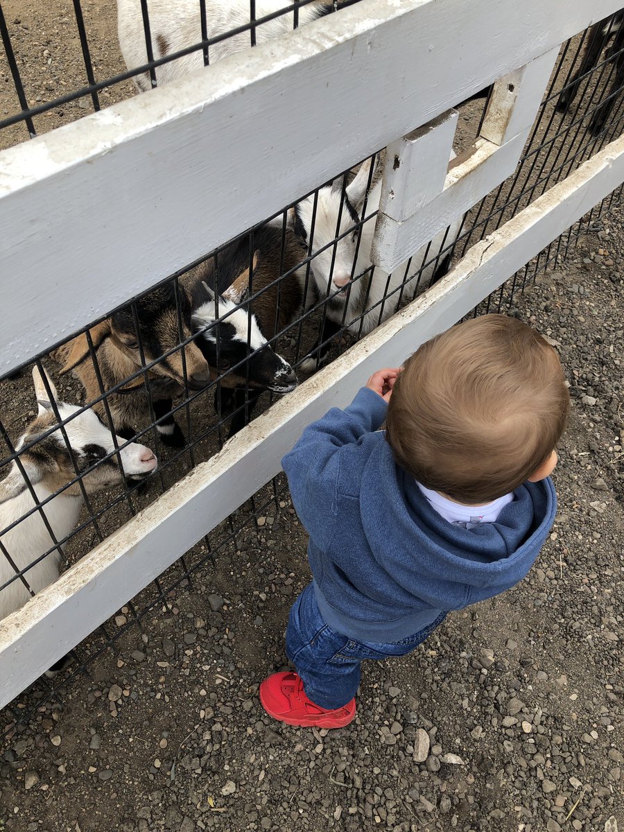 misscasey41's tweet image. We took OJB to the Hemker Zoo yesterday. He loved feeding giraffes ❤️❤️❤️😎😎😎 #familyflow