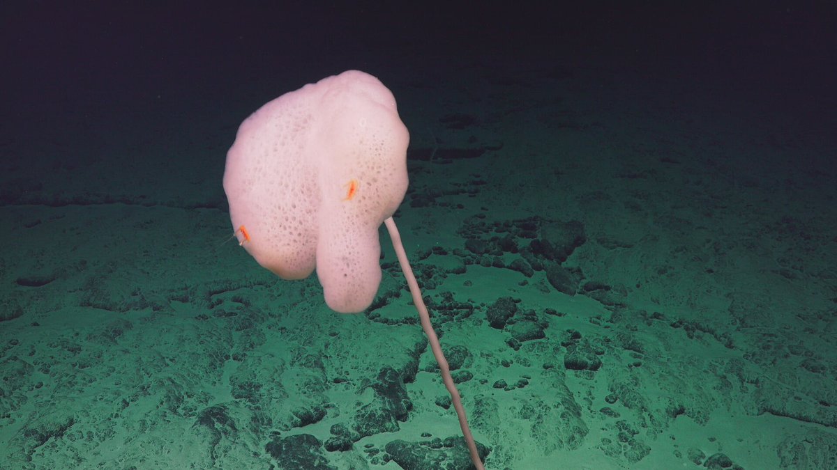 Schmidt Ocean On Twitter This Glass Sponge Genus Rossellidae W
