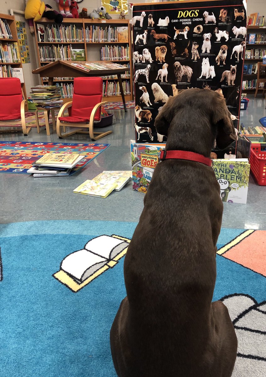 Judybooklady's tweet photo. There’s something for everyone In Our library @ChildsSchool #dogsinthelibrary https://t.co/36MFy8tq4F