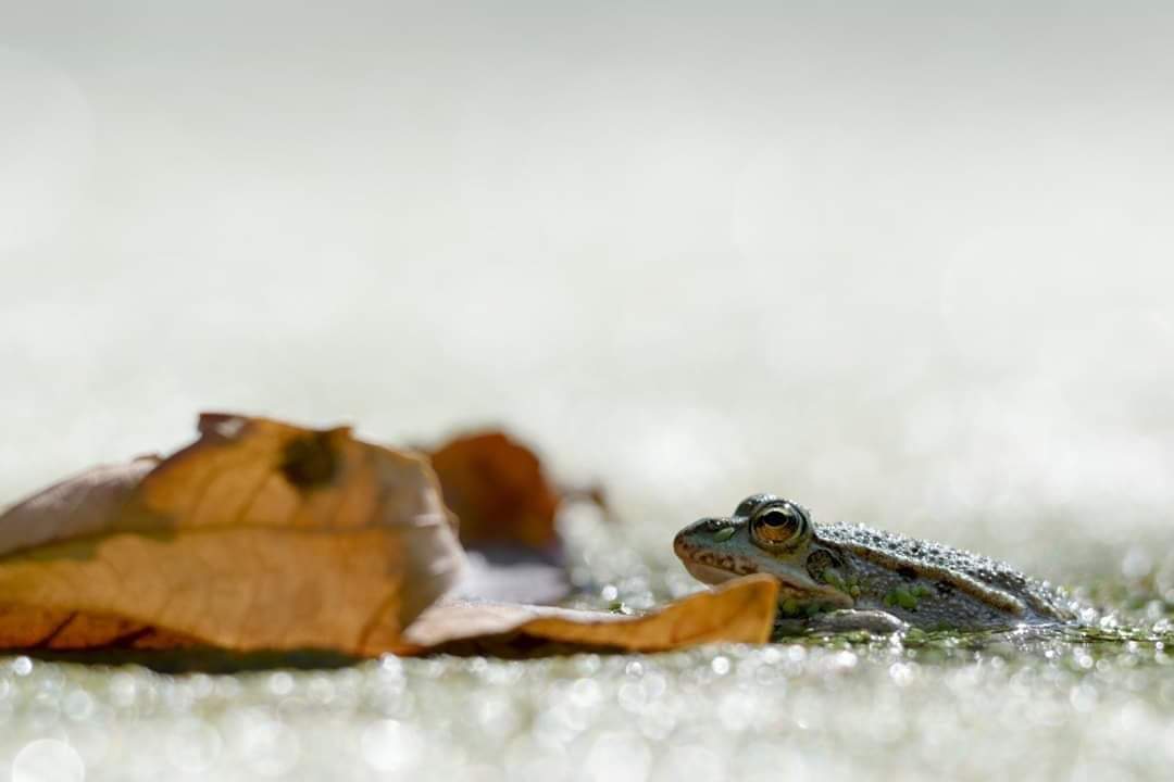 educanature's tweet photo. .
---
© Philippe SCHMIDT
---
#educanature #photo #nature #montauger #lisses #domainedemontauger https://t.co/v49iTOlZnU