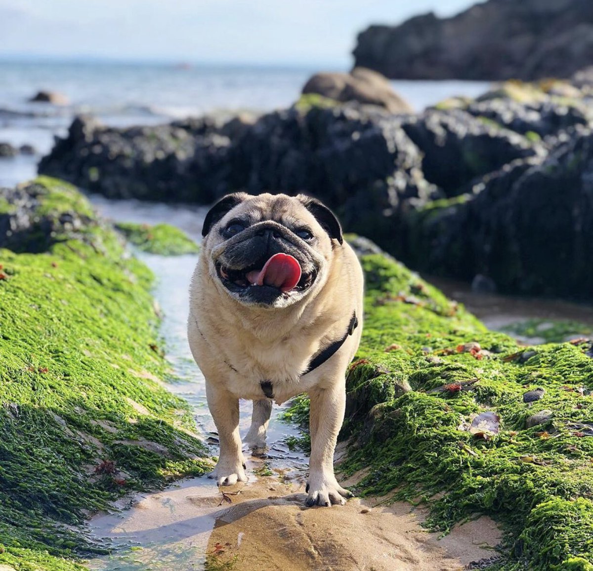 _elvis_the_pug's tweet photo. Had a good walk today, I even got my paws wet. #pug #pugsta #puglife #pugoftwitter #gower #nature #wales https://t.co/s9ZqhoNKWq