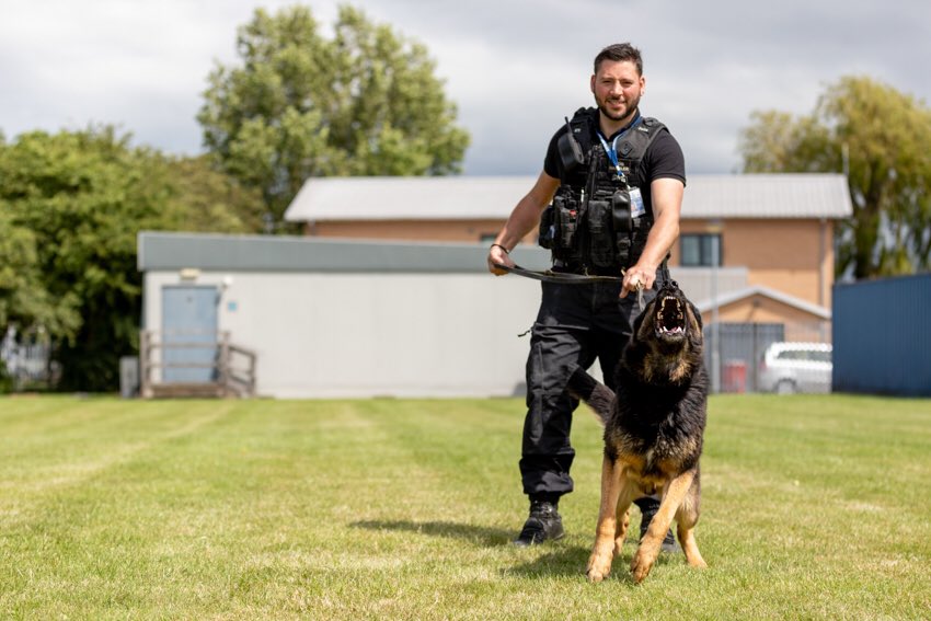 Had the pleasure of meeting this handsome one last month (and I am talking about the dog!)
Having served Humberside Police he is now enjoying his well earned retirement! RPD Neo. <a href="/HPDogSection/">Humberside Police Dog Section</a>