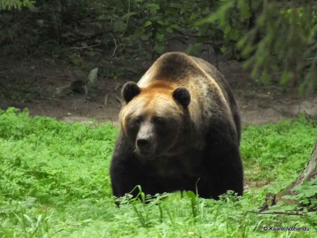 Autumn migration is picking up in Estonia, so do our tours! Brown Bear, Elk, Pine Martin, Raccoon Dogs, Roe Deers already seen. White-tailed Eagles, Lesser Spotted Eagles, Three-toed Woodpecker, Great Grey Shrikes etc among the birds' list.
Read more > bit.ly/2lFiZV4