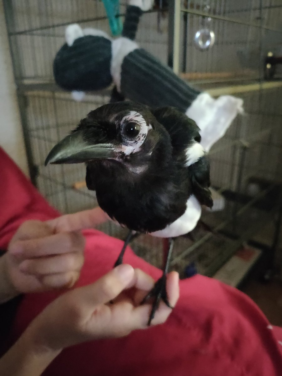 davos_magpie's tweet image. Look into my deceptively innocent eyes, human. I'm in a good mood and will perchance let you enjoy some gentle quality time... But the question is... Do you feel lucky? *Sharpens beak*
#corvidsoftwitter #magpie #rescuemagpie #IPeckWithoutWarning #NoMercy #MagpieRoulette #Anarchy