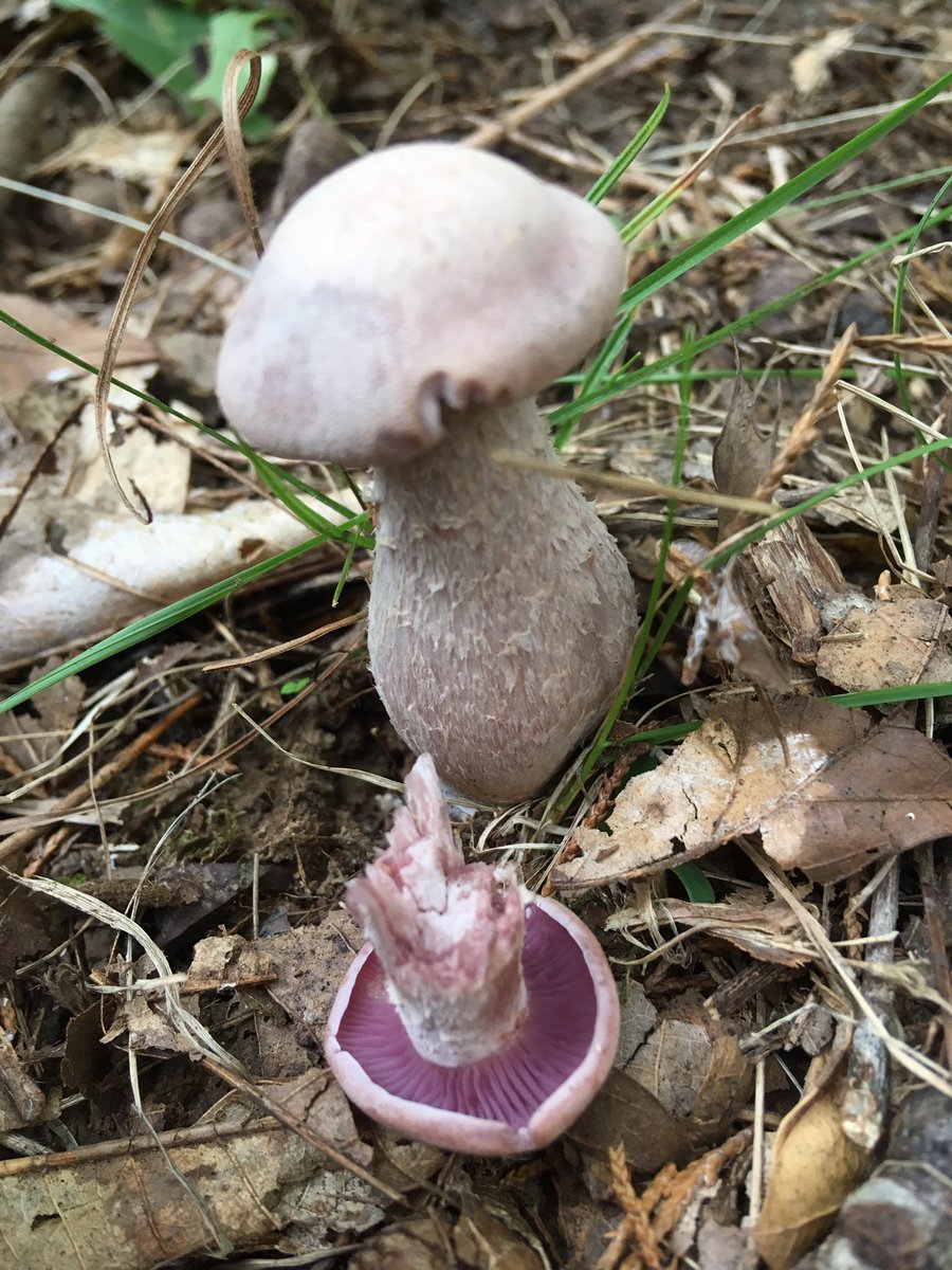 Fat-bottomed Laccaria ochropurpurea <a href="/LabLankau/">Lankaulab</a> #WomenInSTEM #forest #fungi
