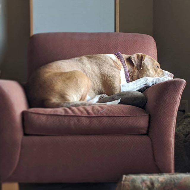 shadow_the_apbt's tweet photo. Deep thoughts #whensdinnertime #wherestheball
.
.
.
.
.
#pitbull #pnwdogs #pitbullsofinstagram #rescuedog #dogsofseattle #dogsofinstagram #bullybreed #rescuedogsofinstagram #adoptdontshop https://t.co/ES55qbieSB https://t.co/SmFGtEV4ZQ