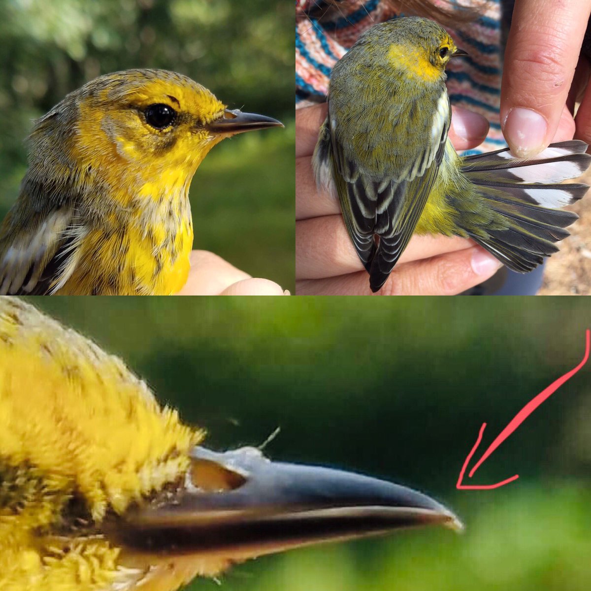 This Cape May Warbler is only the 6th individual caught in Wellfleet Bay’s history! This hatch-year male also has an interesting deformity — notice the slightly crossed bill. #CapeMayWarblerInCapeCod