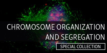 JCellBiol's tweet photo. Read a special selection of research advancing our understanding of cell division in health and disease, recently published in JCB https://t.co/qQC8aWQtZp https://t.co/BqcFNiFaC0